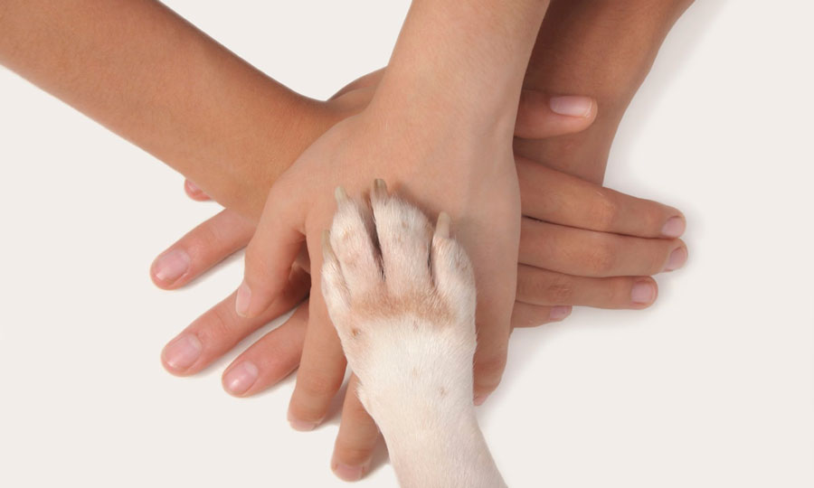 La Pet therapy aiuta i bambini nello spettro dell'autismo